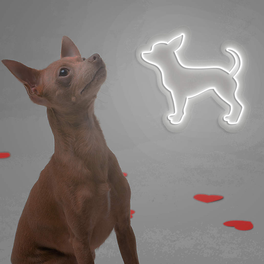 Chihuahua Neon Sign | White