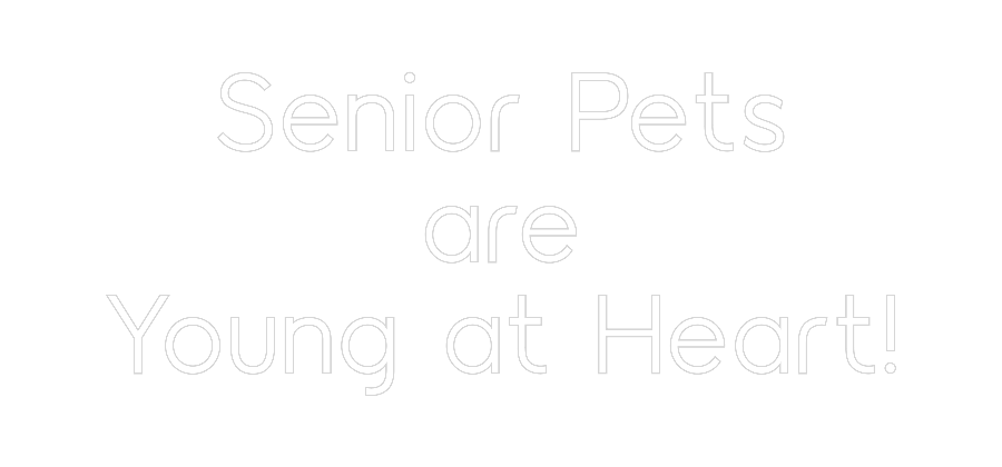 CN LED NEON: Senior Pets
...